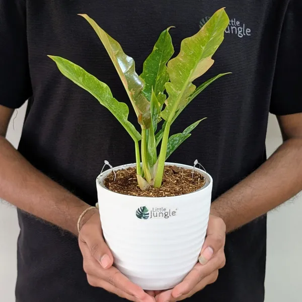 Philodendron_Ring_Of_Fire_Variegated,_With_White_Decor_Plant
