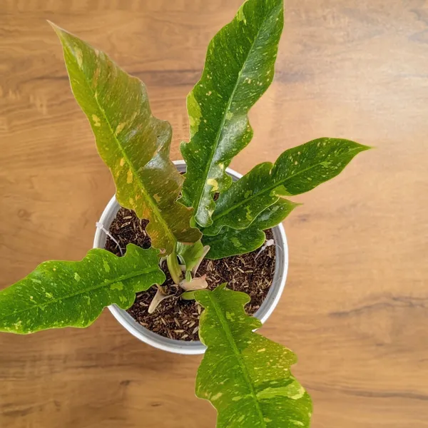 Philodendron_Ring_Of_Fire_Variegated,_With_White_Decor_Plant