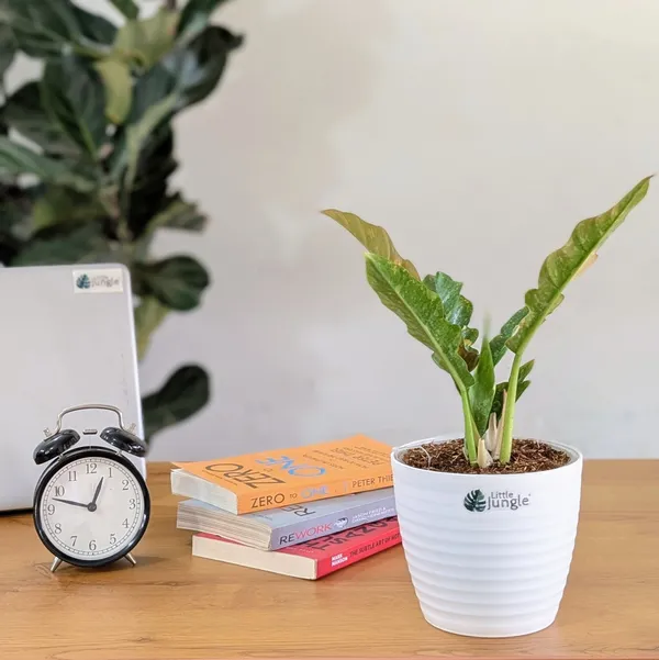 Philodendron_Ring_Of_Fire_Variegated,_With_White_Decor_Plant