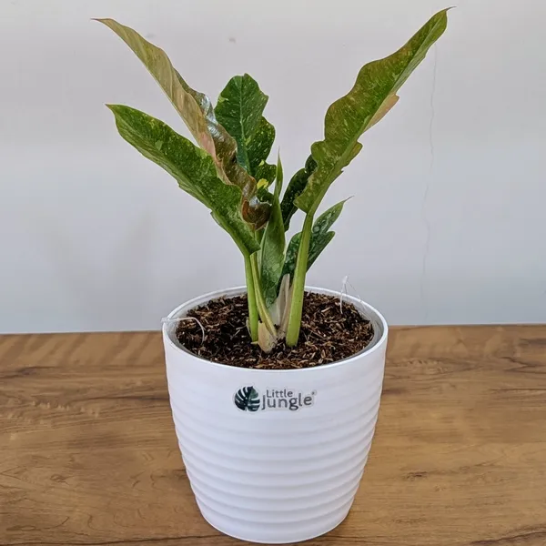 Philodendron_Ring_Of_Fire_Variegated,_With_White_Decor_Plant