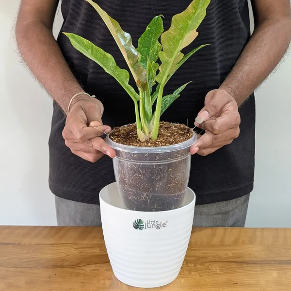 Philodendron_Ring_Of_Fire_Variegated,_With_White_Decor_Plant