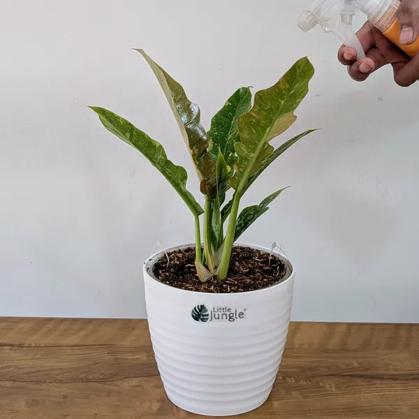 Philodendron_Ring_Of_Fire_Variegated,_With_White_Decor_Plant