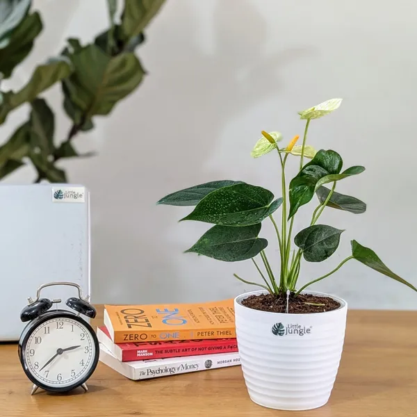 Anthurium_Yellow,_With_White_Decor_Plant