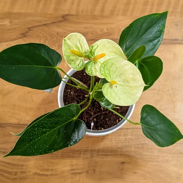 Anthurium_Yellow,_With_White_Decor_Plant