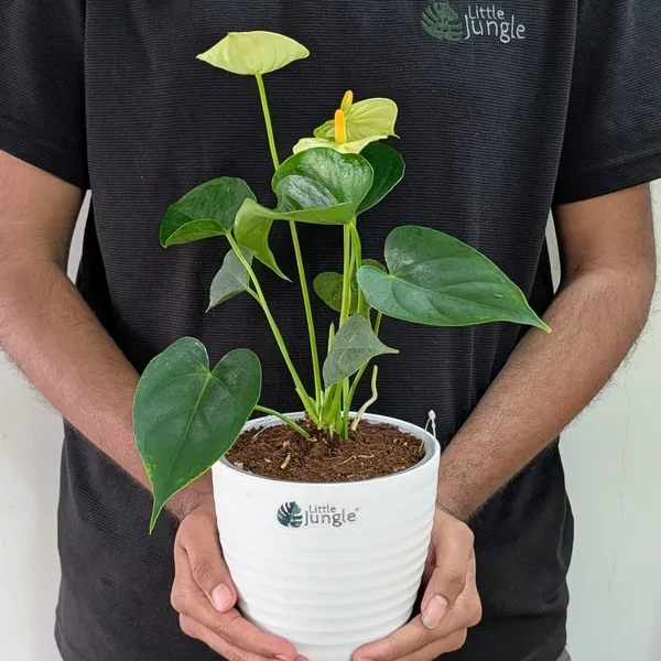 Anthurium_Yellow,_With_White_Decor_Plant