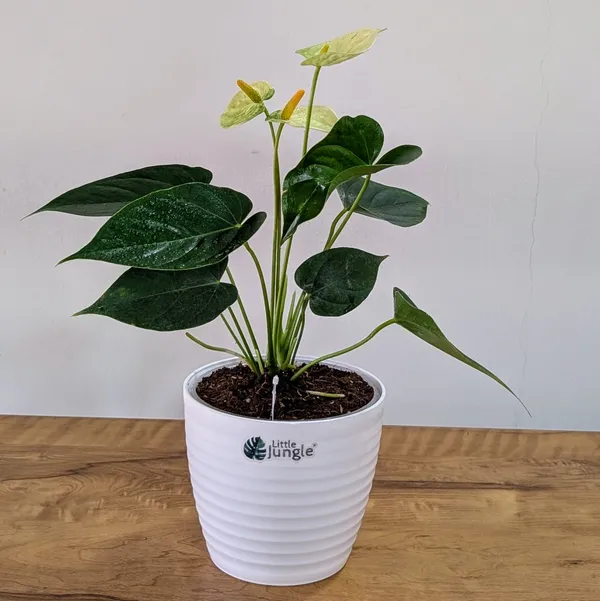 Anthurium_Yellow,_With_White_Decor_Plant