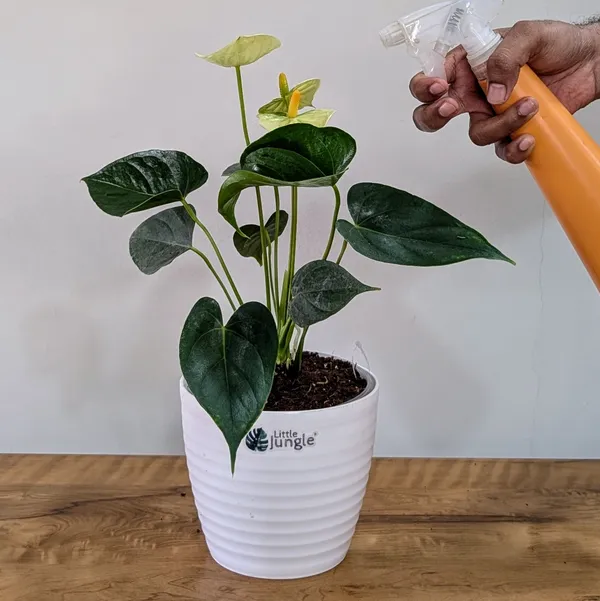 Anthurium_Yellow,_With_White_Decor_Plant