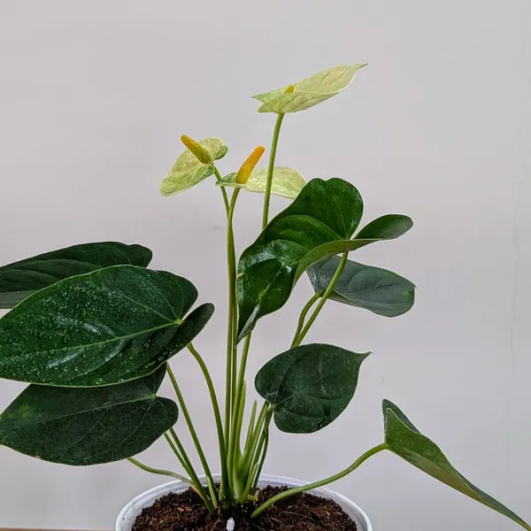 Anthurium_Yellow,_With_White_Decor_Plant