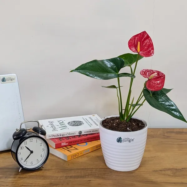 Anthurium_Red,_With_White_Decor_Plant