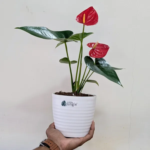 Anthurium_Red,_With_White_Decor_Plant