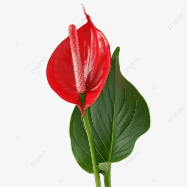 Anthurium_Red,_With_White_Decor_Plant