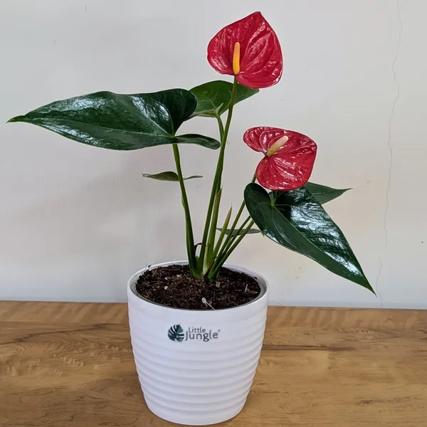 Anthurium_Red,_With_White_Decor_Plant