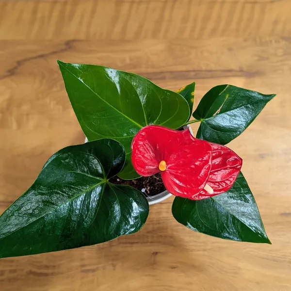 Anthurium_Red,_With_White_Decor_Plant