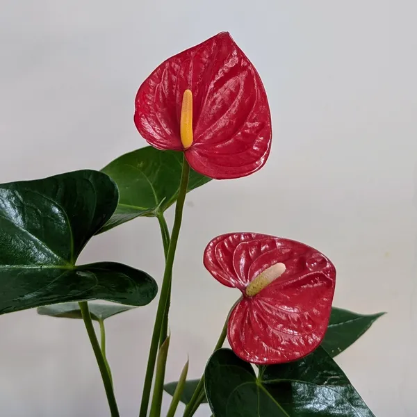Anthurium_Red,_With_White_Decor_Plant