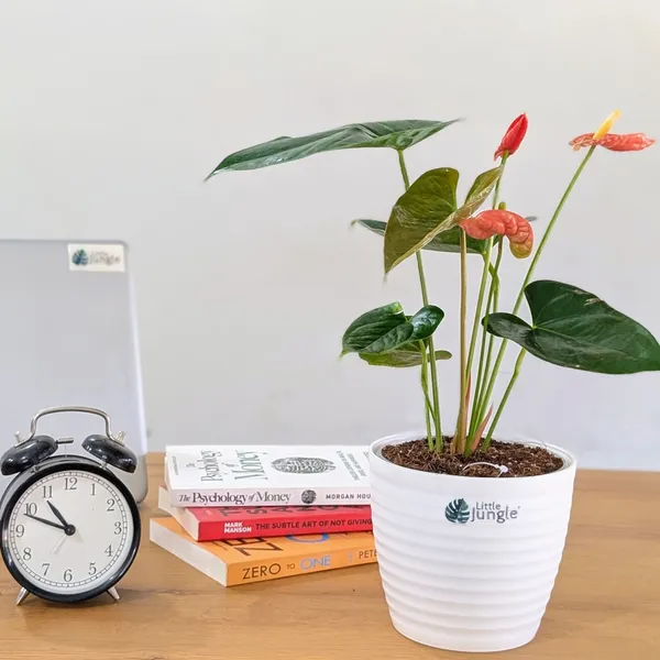 Anthurium_Orange,_With_White_Decor_Plant