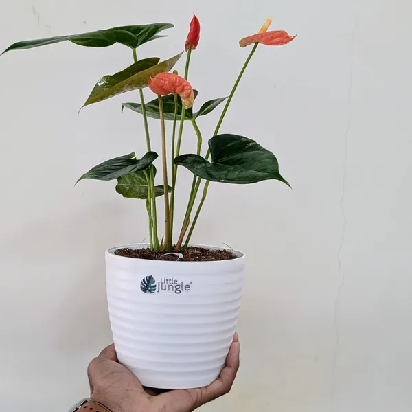 Anthurium_Orange,_With_White_Decor_Plant