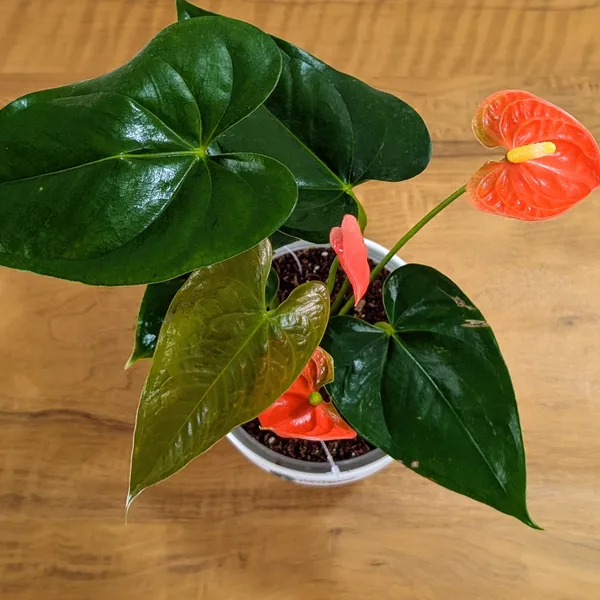 Anthurium_Orange,_With_White_Decor_Plant