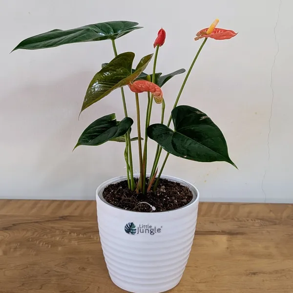 Anthurium_Orange,_With_White_Decor_Plant