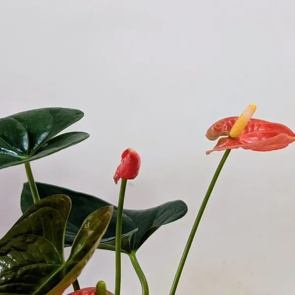 Anthurium_Orange,_With_White_Decor_Plant
