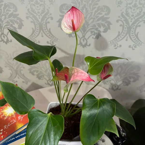 Anthurium_Mystique,_With_White_Decor_Plant