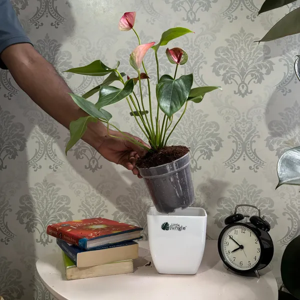 Anthurium_Mystique,_With_White_Decor_Plant