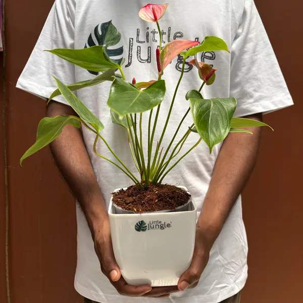 Anthurium_Mystique,_With_White_Decor_Plant