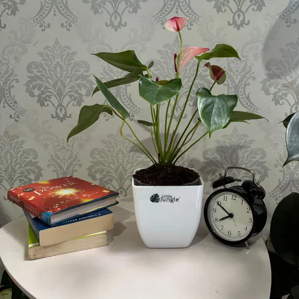 Anthurium_Mystique,_With_White_Decor_Plant