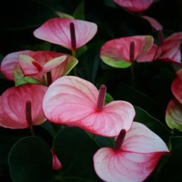 Anthurium_Mystique,_With_White_Decor_Plant