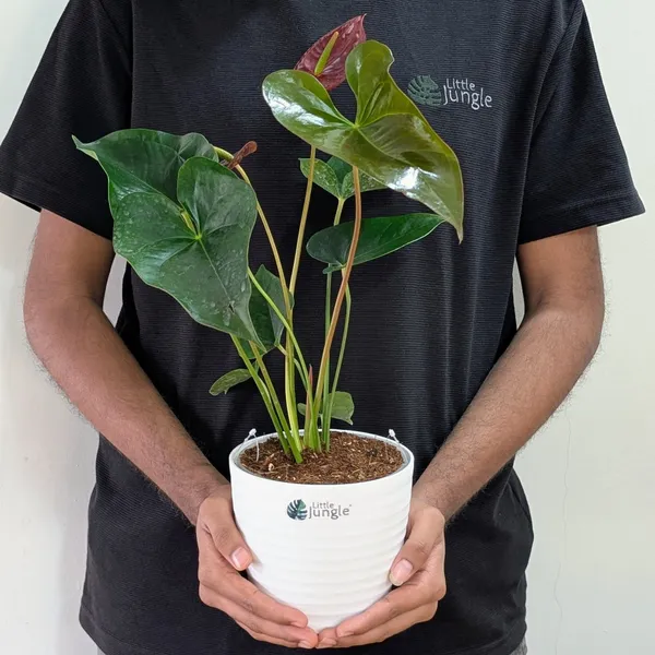 Anthurium_Chocolate,_With_White_Decor_Pot