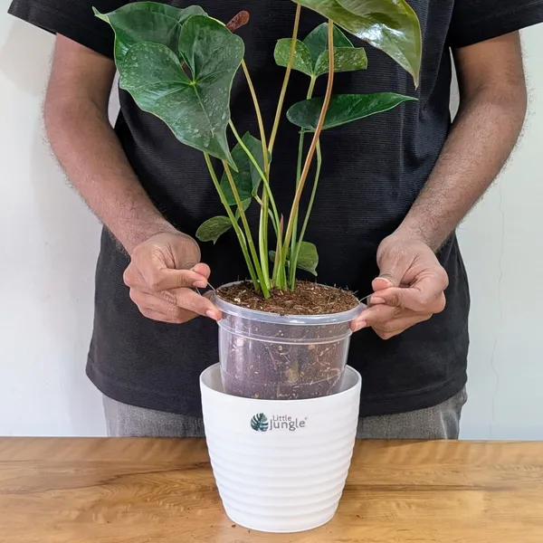 Anthurium_Chocolate,_With_White_Decor_Pot