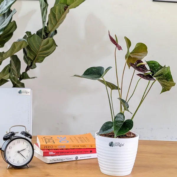 Anthurium_Chocolate,_With_White_Decor_Pot