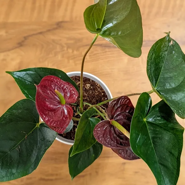 Anthurium_Chocolate,_With_White_Decor_Pot
