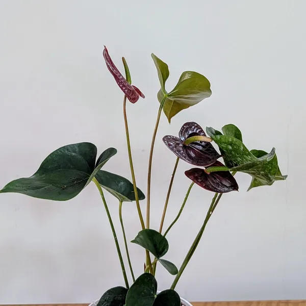 Anthurium_Chocolate,_With_White_Decor_Pot