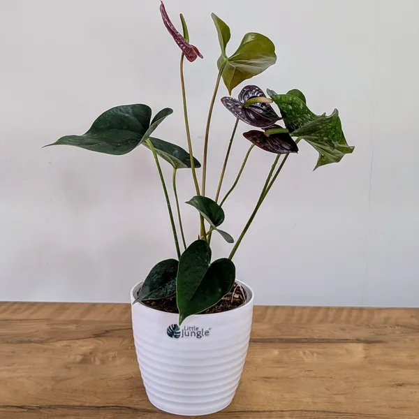 Anthurium_Chocolate,_With_White_Decor_Pot