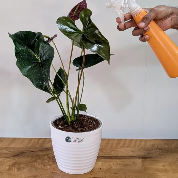 Anthurium_Chocolate,_With_White_Decor_Pot