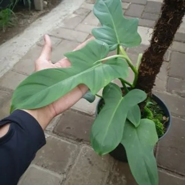 Philodendron_Violin,_With_White_Decor_Plant