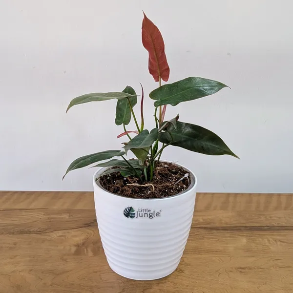 Philodendron_Atabapoense,_With_White_Decor_Plant