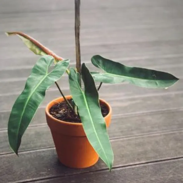 Philodendron_Atabapoense,_With_White_Decor_Plant