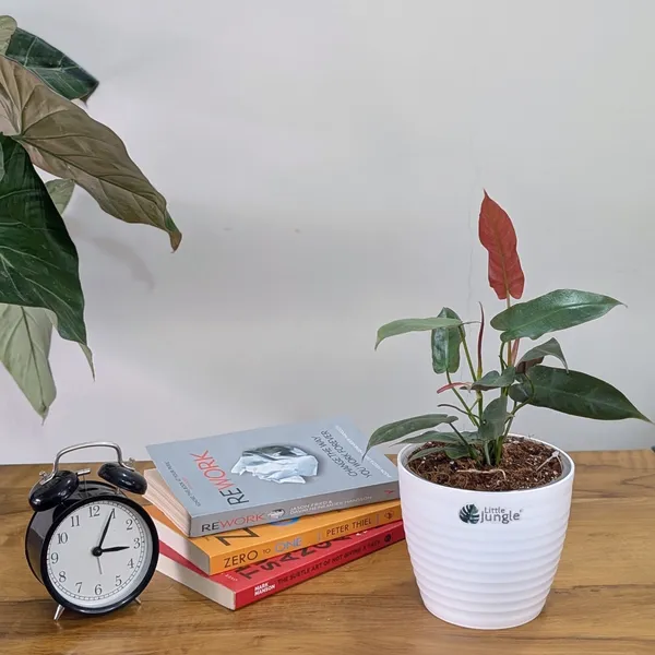 Philodendron_Atabapoense,_With_White_Decor_Plant