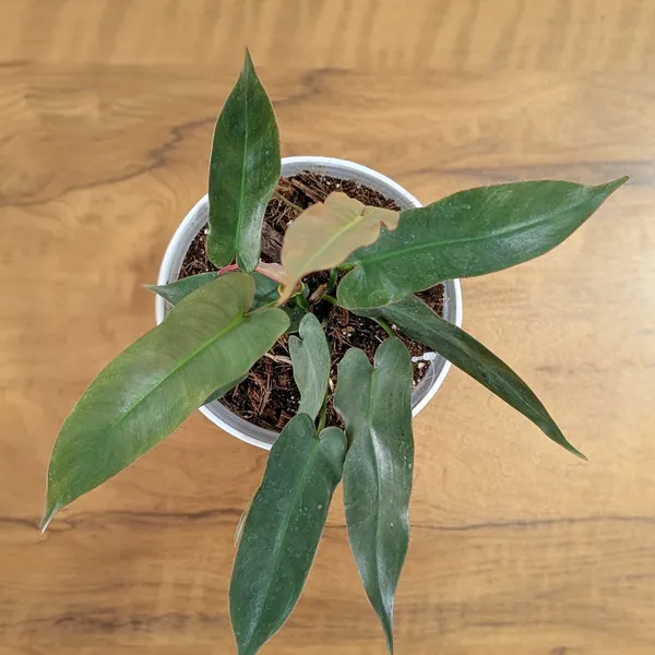 Philodendron_Atabapoense,_With_White_Decor_Plant