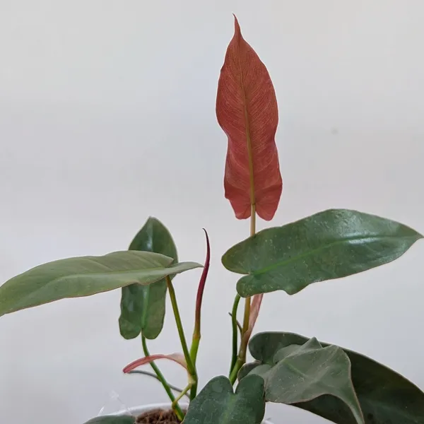 Philodendron_Atabapoense,_With_White_Decor_Plant