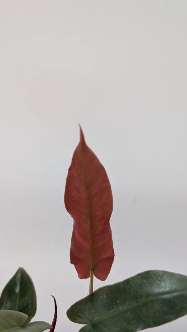 Philodendron_Atabapoense,_With_White_Decor_Plant