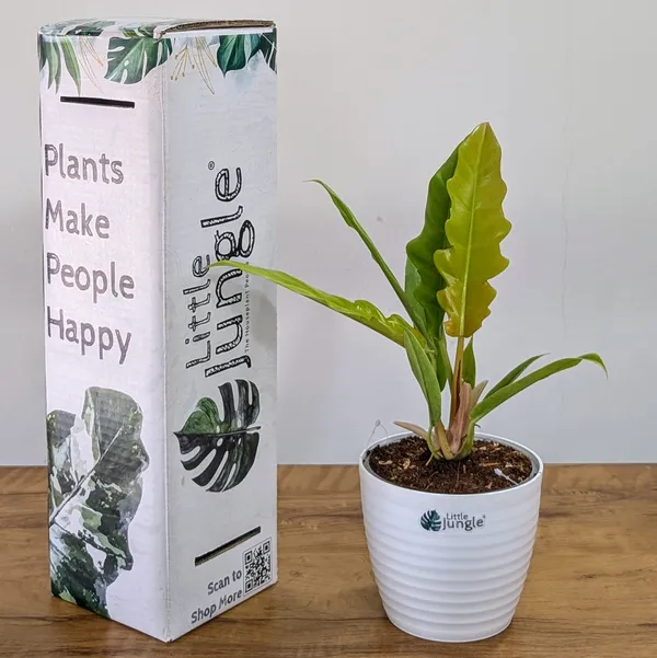 Philodendron_Ring_Of_Fire_Golden,_With_White_Decor_Plant