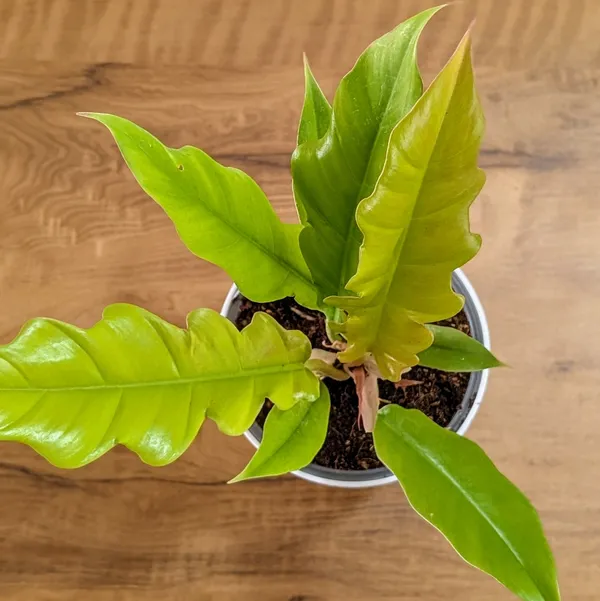 Philodendron_Ring_Of_Fire_Golden,_With_White_Decor_Plant