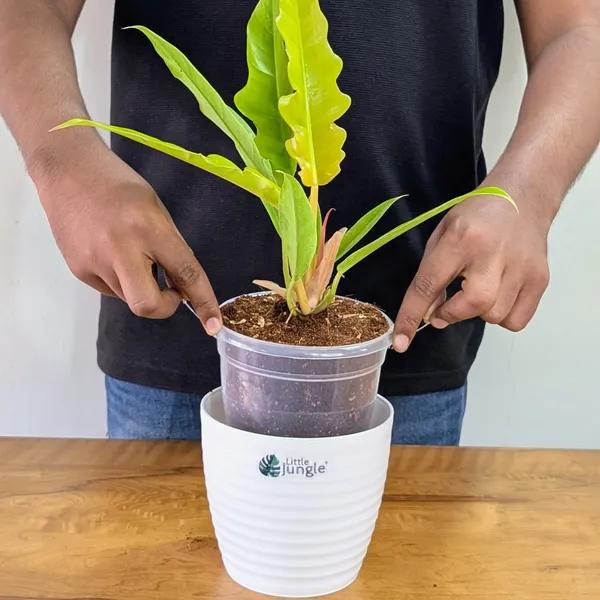 Philodendron_Ring_Of_Fire_Golden,_With_White_Decor_Plant
