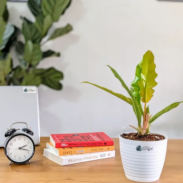 Philodendron_Ring_Of_Fire_Golden,_With_White_Decor_Plant