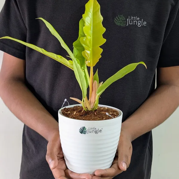 Philodendron_Ring_Of_Fire_Golden,_With_White_Decor_Plant