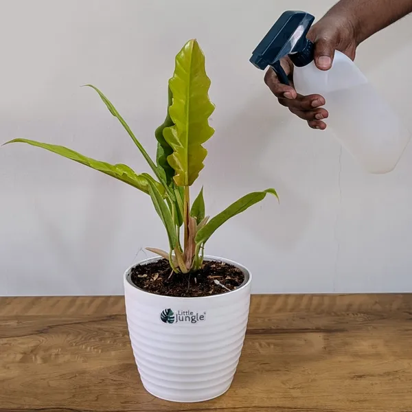 Philodendron_Ring_Of_Fire_Golden,_With_White_Decor_Plant