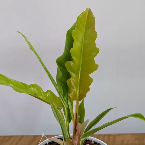 Philodendron_Ring_Of_Fire_Golden,_With_White_Decor_Plant
