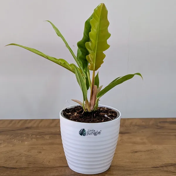 Philodendron_Ring_Of_Fire_Golden,_With_White_Decor_Plant
